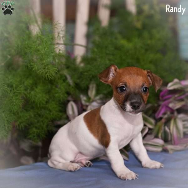 Randy, Jack Russell Terrier Puppy