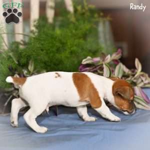 Randy, Jack Russell Terrier Puppy