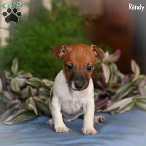 Randy, Jack Russell Terrier Puppy