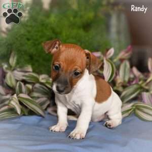 Randy, Jack Russell Terrier Puppy