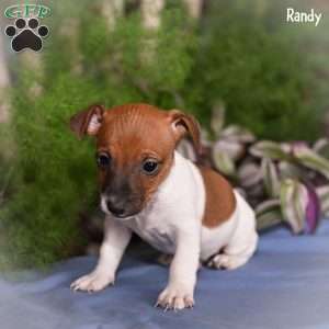 Randy, Jack Russell Terrier Puppy