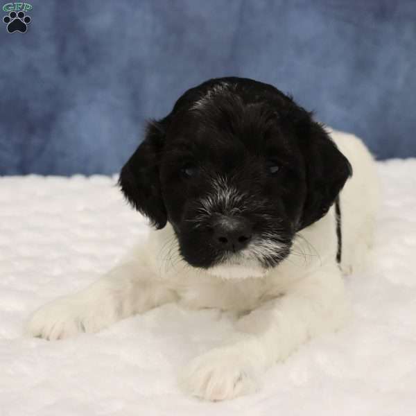 Otis, Mini Sheepadoodle Puppy