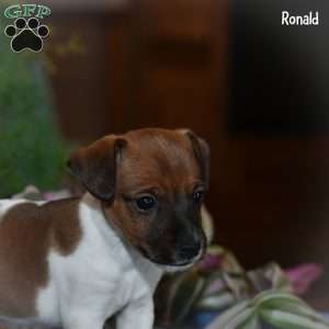 Ronald, Jack Russell Terrier Puppy