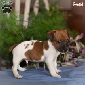 Ronald, Jack Russell Terrier Puppy