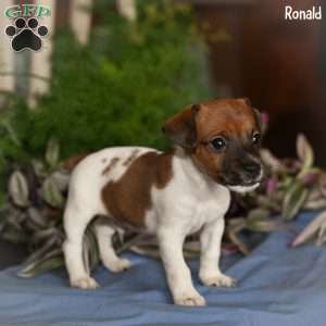 Ronald, Jack Russell Terrier Puppy