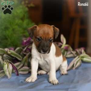 Ronald, Jack Russell Terrier Puppy