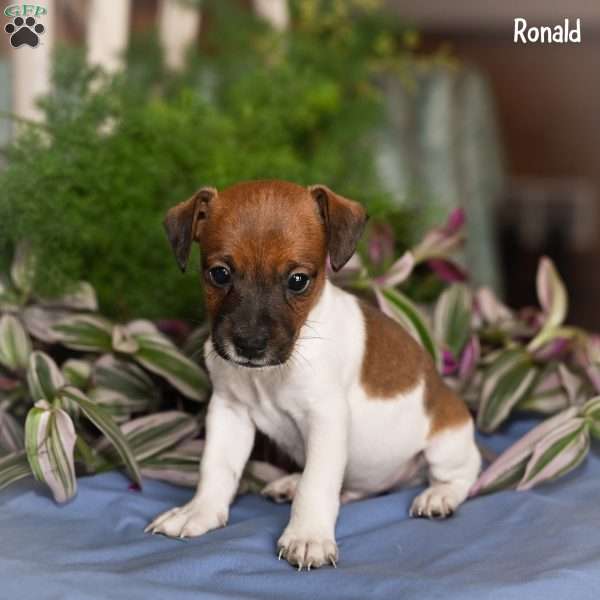 Ronald, Jack Russell Terrier Puppy