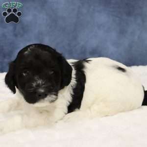 Otis, Mini Sheepadoodle Puppy