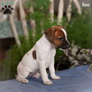 Ross, Jack Russell Terrier Puppy