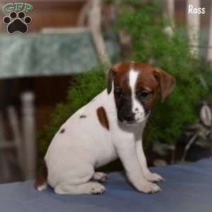 Ross, Jack Russell Terrier Puppy