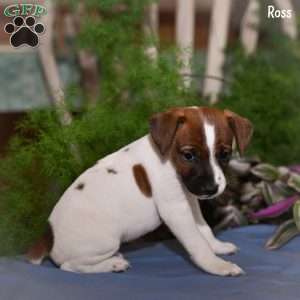 Ross, Jack Russell Terrier Puppy