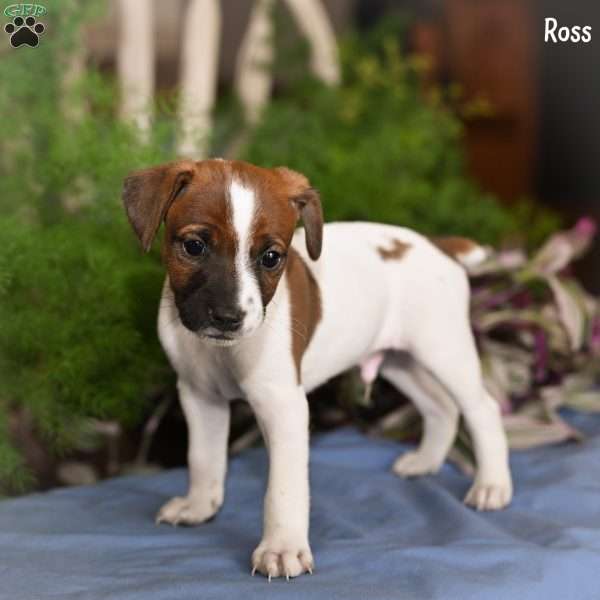 Ross, Jack Russell Terrier Puppy