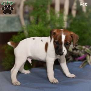 Ross, Jack Russell Terrier Puppy