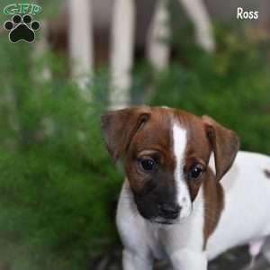 Ross, Jack Russell Terrier Puppy