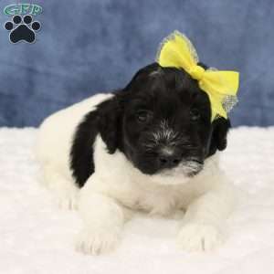 Otis, Mini Sheepadoodle Puppy