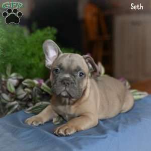 Seth, French Bulldog Puppy