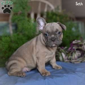 Seth, French Bulldog Puppy