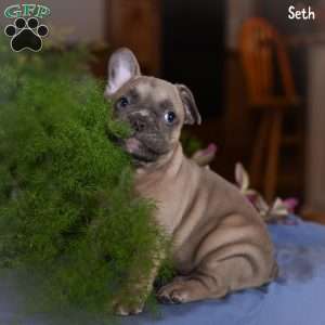 Seth, French Bulldog Puppy