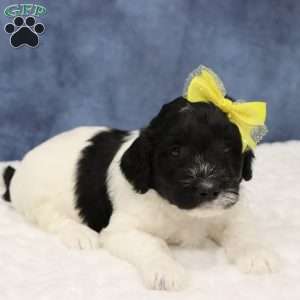 Otis, Mini Sheepadoodle Puppy