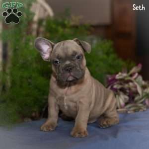 Seth, French Bulldog Puppy