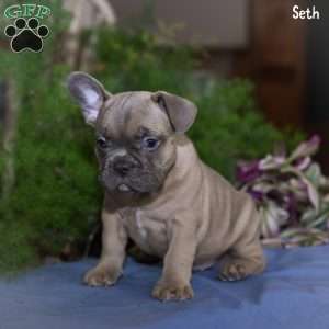 Seth, French Bulldog Puppy