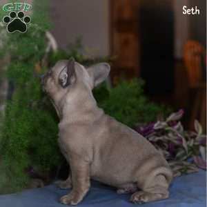 Seth, French Bulldog Puppy