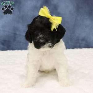 Otis, Mini Sheepadoodle Puppy