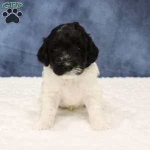 Otis, Mini Sheepadoodle Puppy