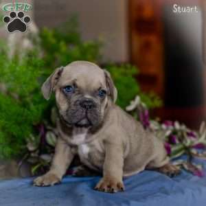 Stuart, French Bulldog Puppy