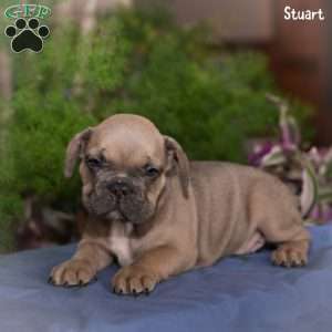 Stuart, French Bulldog Puppy