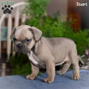 Stuart, French Bulldog Puppy