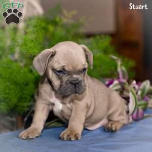 Stuart, French Bulldog Puppy