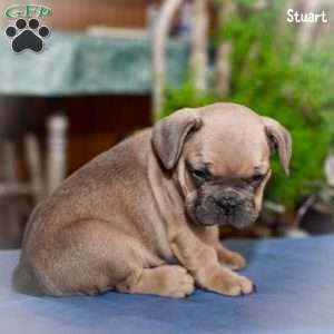 Stuart, French Bulldog Puppy