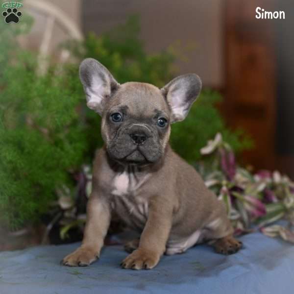 Simon, French Bulldog Puppy