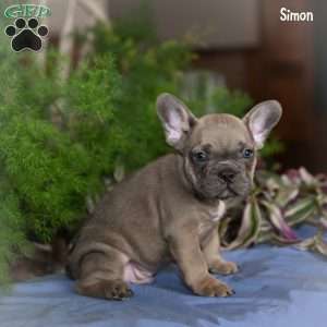 Simon, French Bulldog Puppy