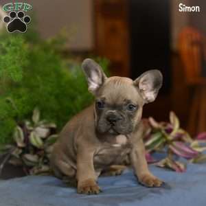 Simon, French Bulldog Puppy