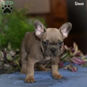 Simon, French Bulldog Puppy