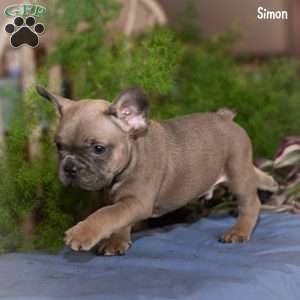 Simon, French Bulldog Puppy