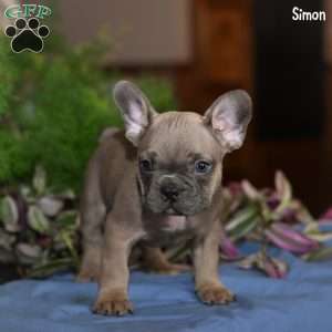 Simon, French Bulldog Puppy