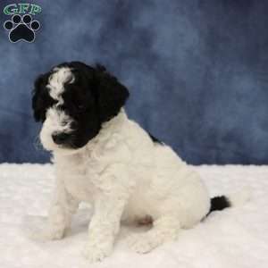 Buttons, Mini Sheepadoodle Puppy