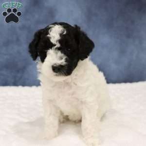 Buttons, Mini Sheepadoodle Puppy