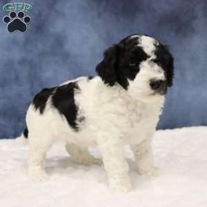 Buttons, Mini Sheepadoodle Puppy