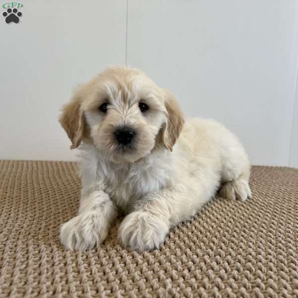 Cooper F1B, Mini Goldendoodle Puppy