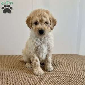 Chase F1B, Mini Goldendoodle Puppy