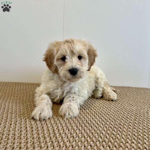 Cora F1B, Mini Goldendoodle Puppy