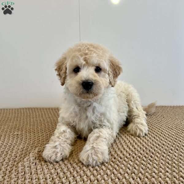 Charlie F1B, Mini Goldendoodle Puppy