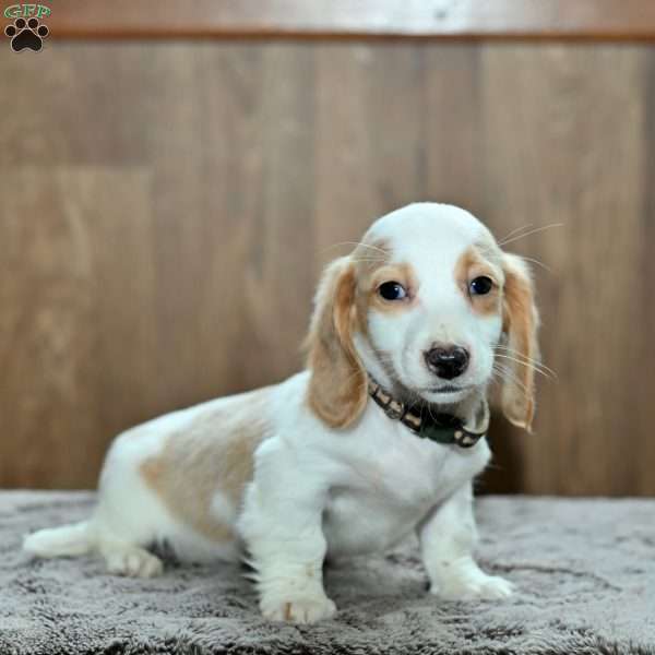 Donavan, Dachshund Puppy