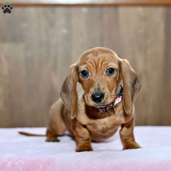 Delilah, Dachshund Puppy