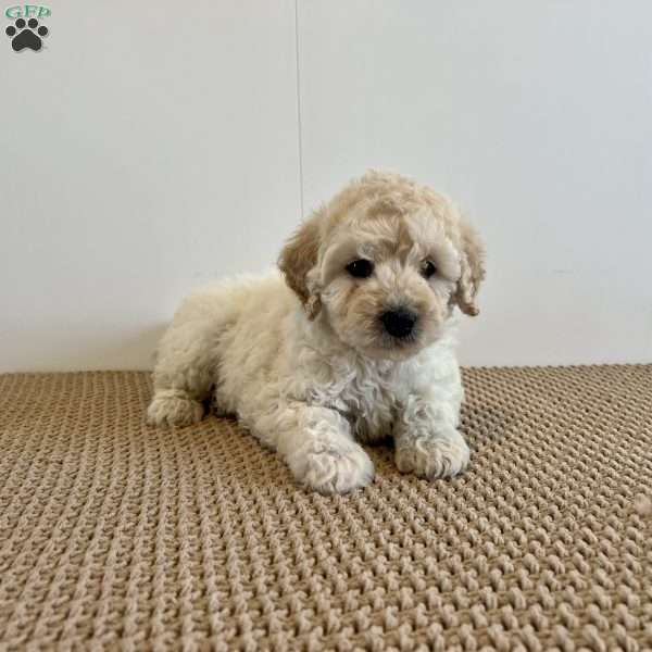 Coco F1B, Mini Goldendoodle Puppy