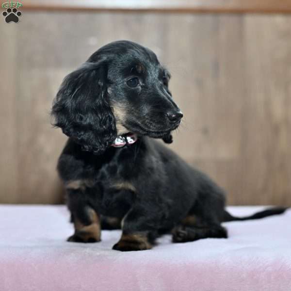 Brooklyn, Dachshund Puppy